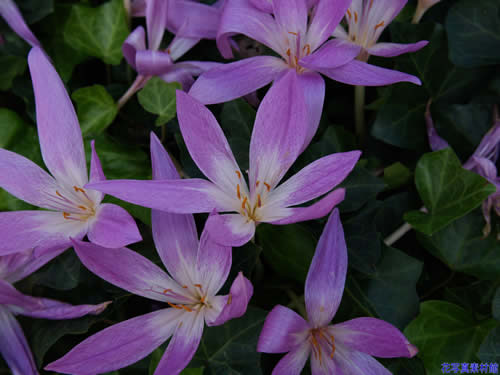 �R���`�J��