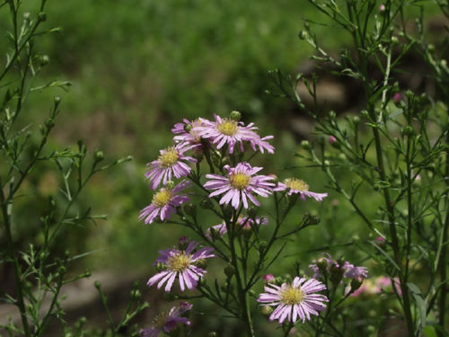 �����Ⴍ�A�X�^�[