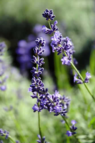 ���x���_�[