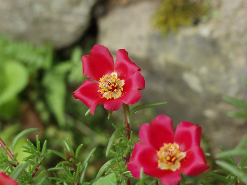 �܂΂ڂ���