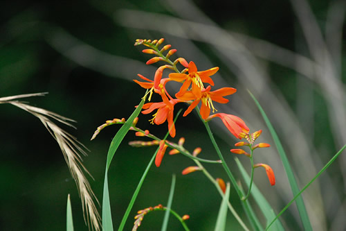 �����g�u���`�A