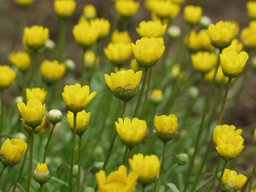 �����`�R�[��"