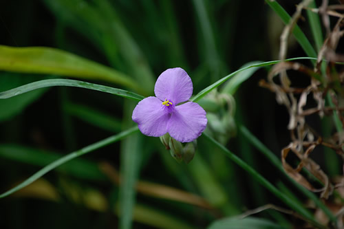 �ނ炳���䂭��