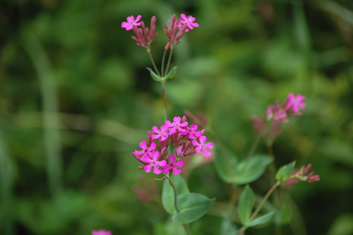 �ނ��Ƃ�Ȃł���