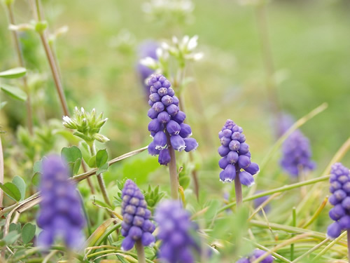 ���X�J��