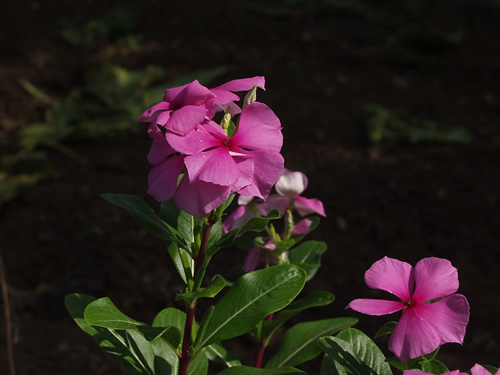 �ɂ��ɂ�����