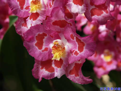 �I�h���g�O���b�T��