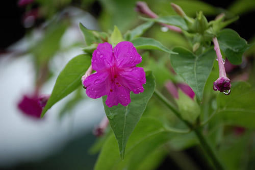 �����낢�΂�