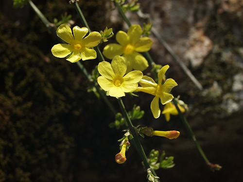 �����΂�