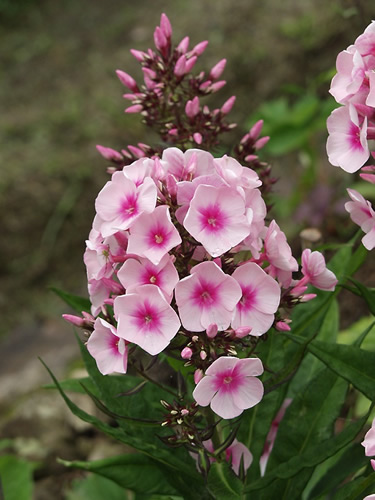 Phlox Jpg