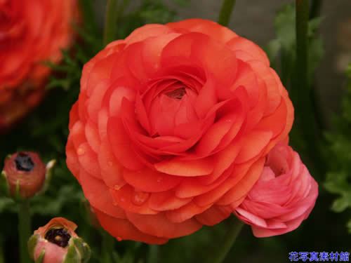 ���C���b�N