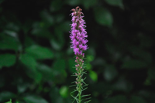 ���A�g���X