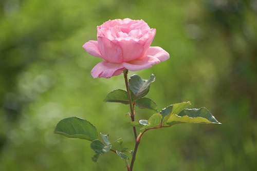 �΂�i�s���N�j