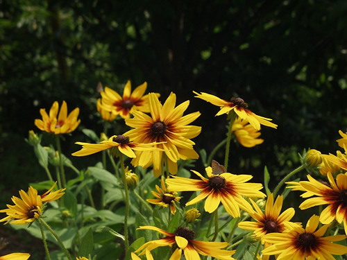 ���h�x�L�A