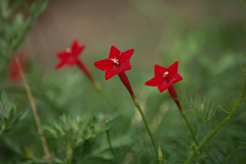 �邱������