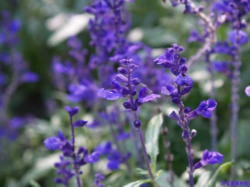 �T���r�A�i���j