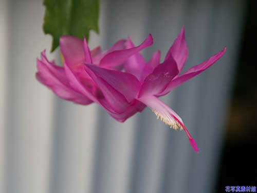 ���Ⴑ�΃T�{�e��