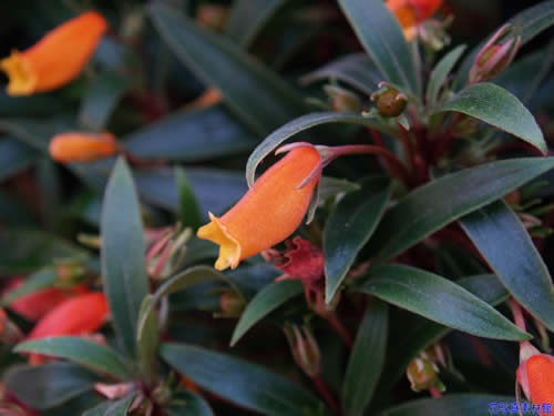 �V�[�}���j�A