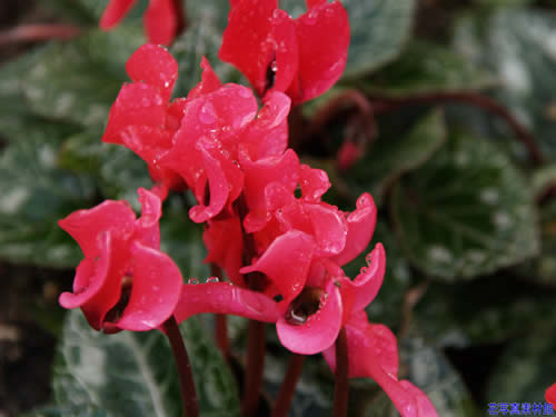 �V�N�������i�ԁj