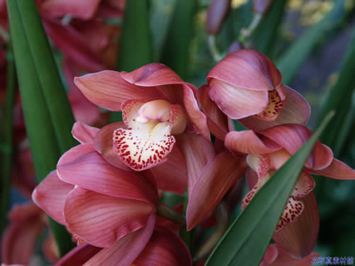 �V���r�W�E��