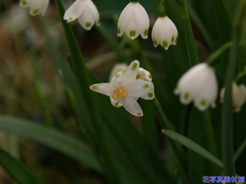 �X�m�[�h���b�v