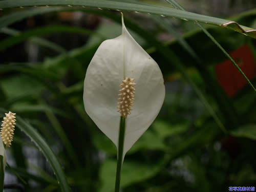 �X�p�e�B�t�B����