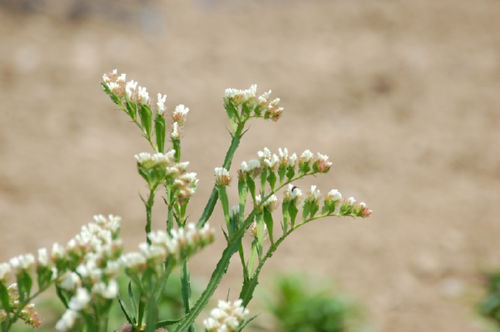 �X�^�[�`�X