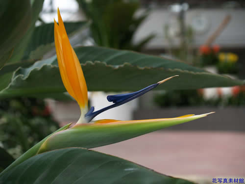 �X�g�����`�A