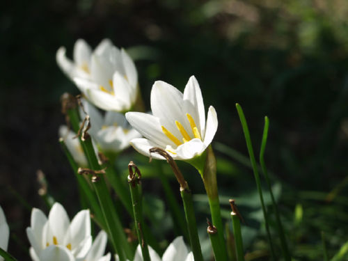 ���܂�����