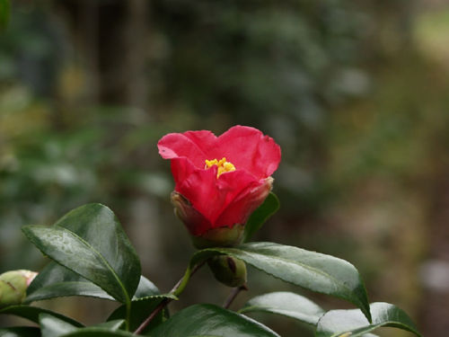 �΂��i�ԁj