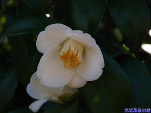 �΂��i���j