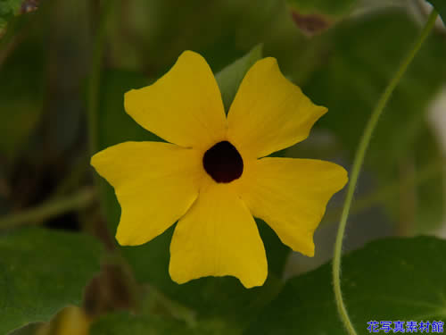 �c���x���M�A