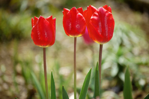 �`���[���b�v�i�ԁj