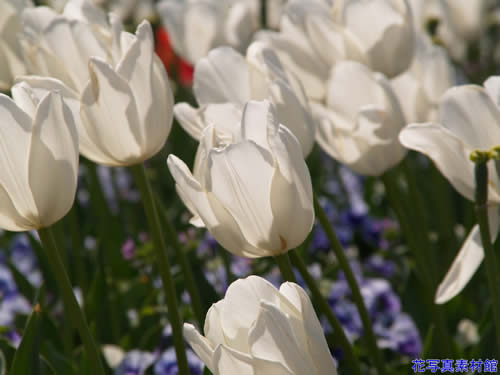 �`���[���b�v�i���j