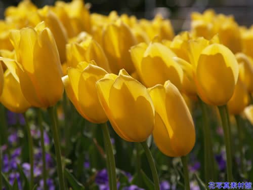 �`���[���b�v�i���j