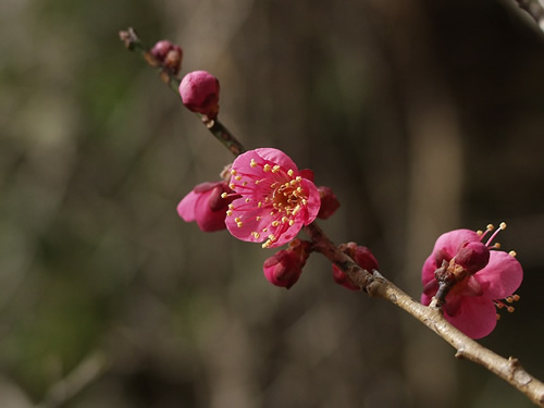 ���߁i�g�j