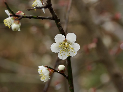 ���߁i���j