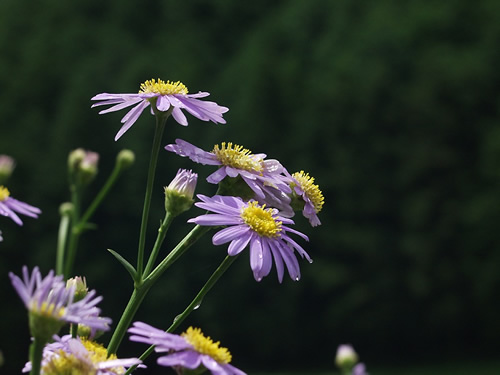 �䂤���񂬂�