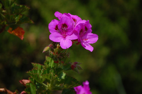 �[���j�E��"