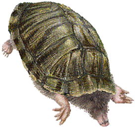 モールタートル