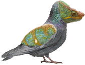 カメレオンバード