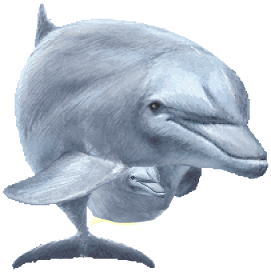 ダブルドルフィン