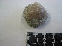 貝の化石1