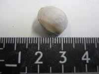 貝の化石2