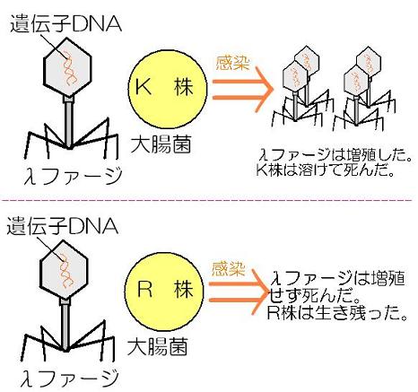 ページタイトル