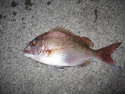 ����ւŒނꂽ�^�C