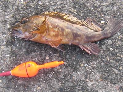 ����ւŒނ����J�T�S