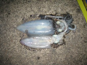 �A�I���C�J