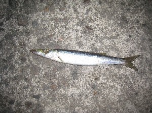 ����ւŒނꂽ�T����