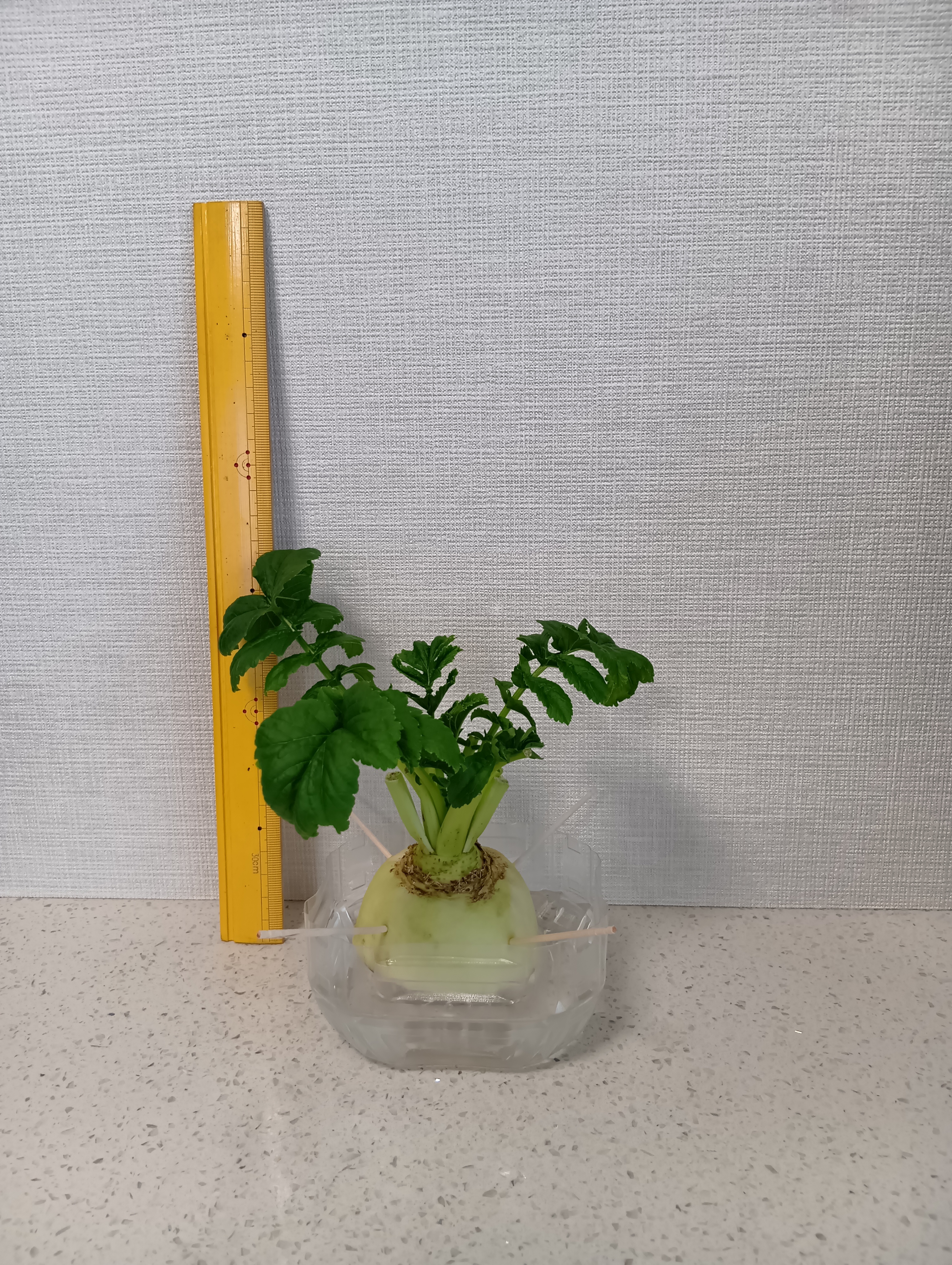 １０日目の大根